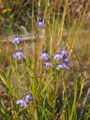 Petersen Lake Flora