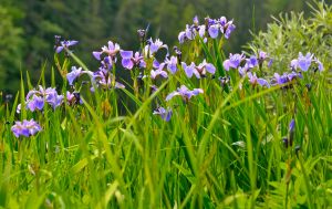 Wild Irises