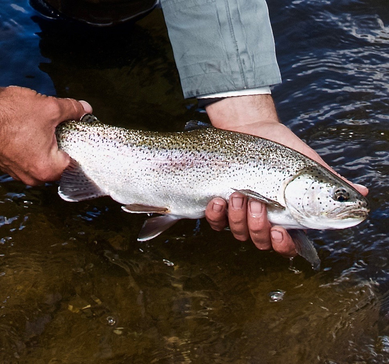 Patagonia Trout