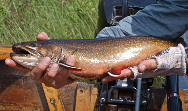 Esnagami Brook Trout