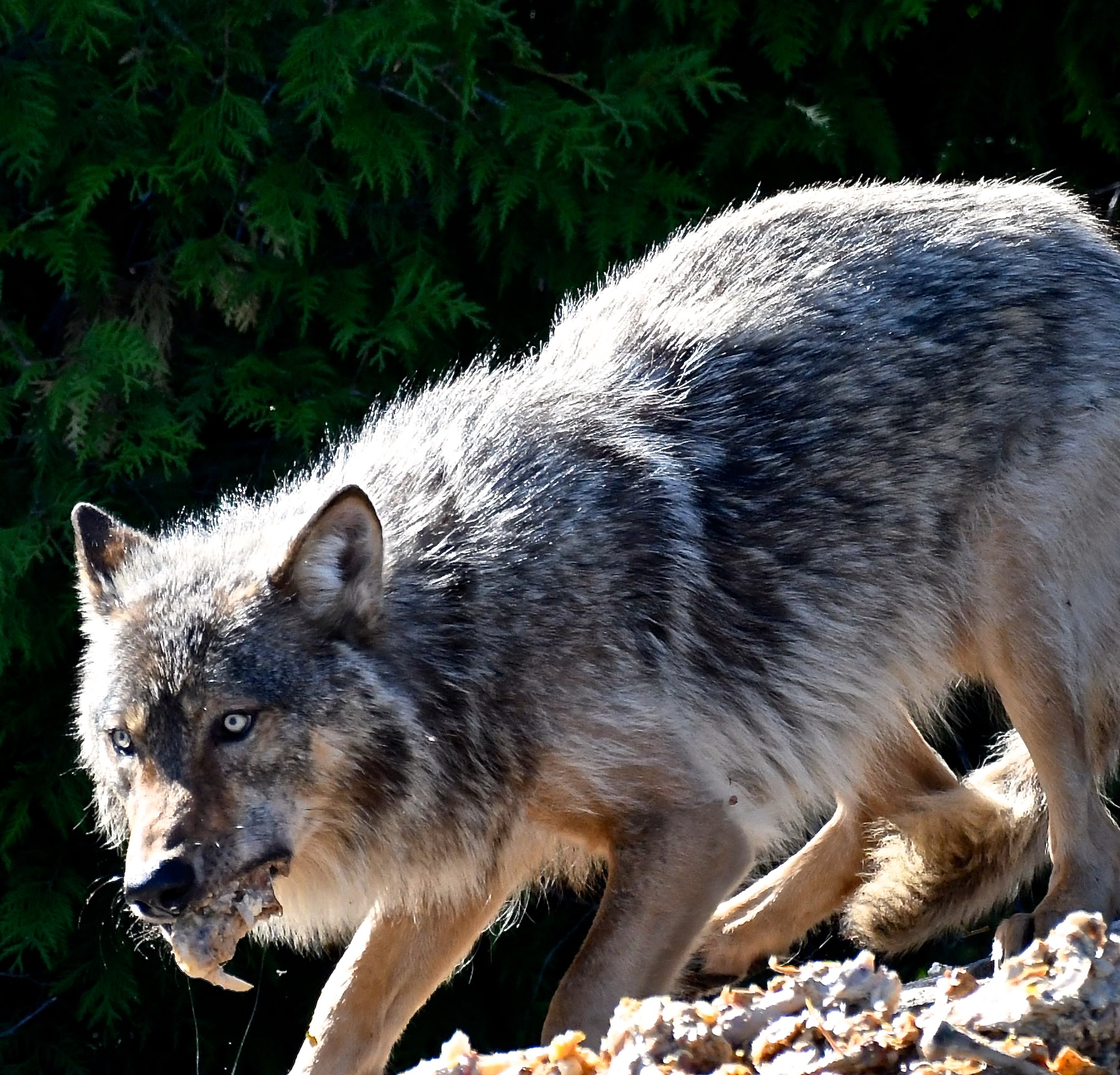 Wolf, Ontario